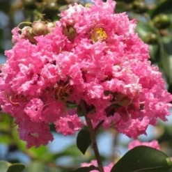Roze Lagerstroemia Als Boom (Lagerstroemia Indica) -Essentie Groen Verkoop lagerstroemia indica roze 7