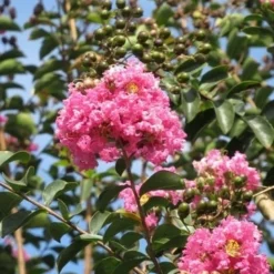 Roze Lagerstroemia Als Boom (Lagerstroemia Indica) -Essentie Groen Verkoop lagerstroemia indica roze 8