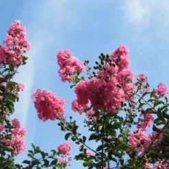 Roze Lagerstroemia Als Boom (Lagerstroemia Indica) -Essentie Groen Verkoop lagerstroemia indica roze 9