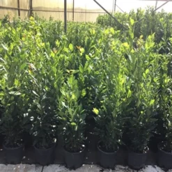 Echte Laurier (Laurus Nobilis) -Essentie Groen Verkoop laurus nobilis