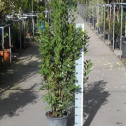 Echte Laurier (Laurus Nobilis) -Essentie Groen Verkoop laurus nobilis 100 125 c10