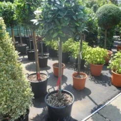 Echte Laurier Als Boom (Laurus Nobilis) -Essentie Groen Verkoop laurus nobilis 100stam c35