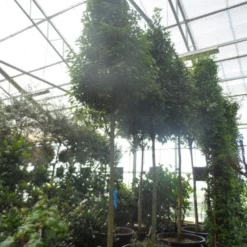 Echte Laurier Als Piramide (Laurus Nobilis) -Essentie Groen Verkoop laurus nobilis 16 18 20ho c350 pyramide