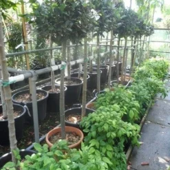 Echte Laurier Op Stam (Laurus Nobilis) -Essentie Groen Verkoop laurus nobilis halfstam c20 25