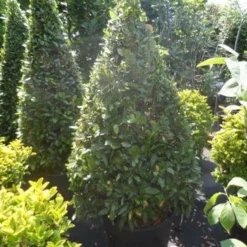 Echte Laurier Als Piramide (Laurus Nobilis) -Essentie Groen Verkoop laurus nobilis kegel 150 175