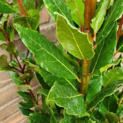 Echte Laurier (Laurus Nobilis) -Essentie Groen Verkoop laurusnobilis laurier03