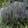 Leliegras (Liriope Muscari) -Essentie Groen Verkoop limuscar 2