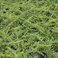 Struikkamperfoelie (Lonicera Pileata) -Essentie Groen Verkoop lonicera pileata 1