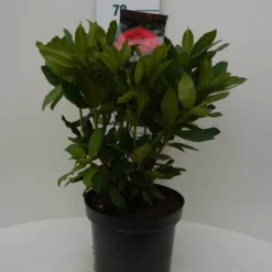 Rhododendron (Rhododendron 'Lord Roberts') -Essentie Groen Verkoop lord robert c7.5 voor
