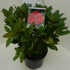 Rhododendron (Rhododendron 'Lord Roberts') -Essentie Groen Verkoop lord robert c7.5 zij