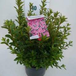 Japanse Azalea (Rhododendron 'Madame Van Hecke') -Essentie Groen Verkoop mad. v. hecke c4 zij