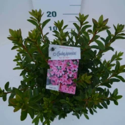 Japanse Azalea (Rhododendron 'Madame Van Hecke') -Essentie Groen Verkoop mad. van hecke c2 boven