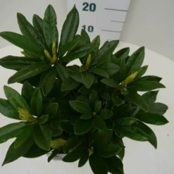 Rhododendron (Rhododendron 'Madame Masson') -Essentie Groen Verkoop madamme masson c2 boven