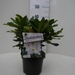 Rhododendron (Rhododendron 'Madame Masson') -Essentie Groen Verkoop madamme masson c2 voor