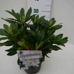 Rhododendron (Rhododendron 'Madame Masson') -Essentie Groen Verkoop madamme masson c2 zij