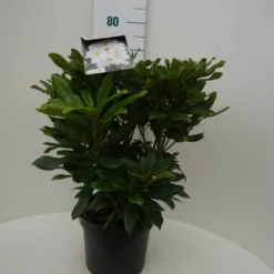 Rhododendron (Rhododendron 'Madame Masson') -Essentie Groen Verkoop madamme masson c7.5 voor