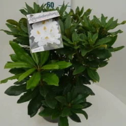 Rhododendron (Rhododendron 'Madame Masson') -Essentie Groen Verkoop madamme masson c7.5 zij