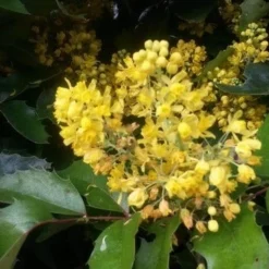 Mahoniestruik (Mahonia Aquifolium 'Apollo') -Essentie Groen Verkoop mahonia apollo2