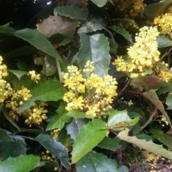 Mahoniestruik (Mahonia Aquifolium 'Apollo') -Essentie Groen Verkoop mahonia apollo 2 1