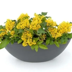 Mahoniestruik (Mahonia Aquifolium 'Apollo') -Essentie Groen Verkoop mahonia apollo toepassing 1