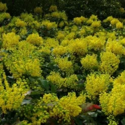 Mahoniestruik (Mahonia Aquifolium 'Apollo') -Essentie Groen Verkoop mahonia apollo toepassing 1 1