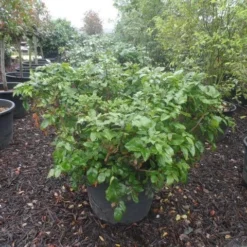 Mahoniestruik (Mahonia Aquifolium 'Apollo') -Essentie Groen Verkoop mahonia aquifolium apollo c130