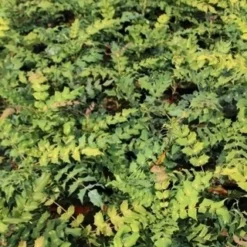 Chinese Mahoniestruik (Mahonia Bealei) -Essentie Groen Verkoop mahonia bealei 2