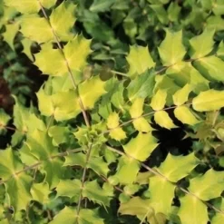 Chinese Mahoniestruik (Mahonia Bealei) -Essentie Groen Verkoop mahonia bealei 3