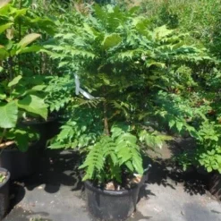 Mahoniestruik (Mahonia Media 'Charity') -Essentie Groen Verkoop mahonia media charity 125 150