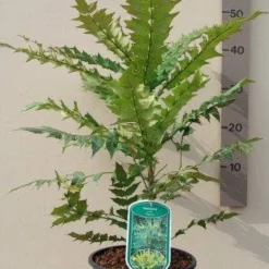 Mahoniestruik (Mahonia Media 'Charity') -Essentie Groen Verkoop mahonia media charity c3