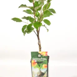 Appelboom (Malus Domestica 'Elstar') -Essentie Groen Verkoop malus dom. elstar rp2l handappel zachtzuur