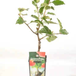 Appelboom (Malus Domestica 'Jonagold') -Essentie Groen Verkoop malus dom. jonagold rp2l handappel laat zachtzuur