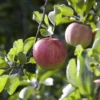 Appelboom (Malus Domestica 'Elstar') -Essentie Groen Verkoop maluselstarv01