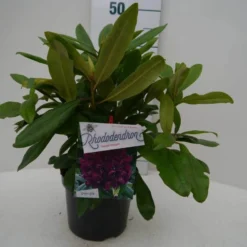 Rhododendron (Rhododendron 'Marcel Menard') -Essentie Groen Verkoop marcel mennard c2 voor