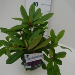 Rhododendron (Rhododendron 'Marcel Menard') -Essentie Groen Verkoop marcel mennard c2 zij