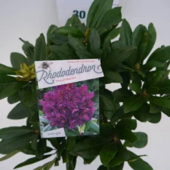 Rhododendron (Rhododendron 'Marcel Menard') -Essentie Groen Verkoop marcel mennard c5 boven
