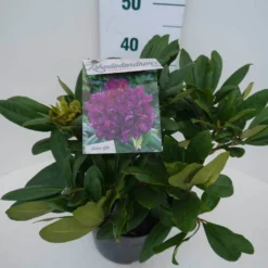 Rhododendron (Rhododendron 'Marcel Menard') -Essentie Groen Verkoop marcel mennard c5 zij