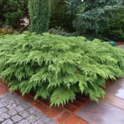 Valse Jeneverbes (Microbiota Decussata) -Essentie Groen Verkoop microbiota decussata