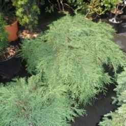 Valse Jeneverbes (Microbiota Decussata) -Essentie Groen Verkoop microbiota decussata 60 80 c12