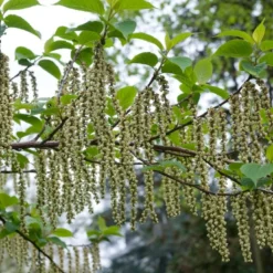 Staartaar (Stachyurus Praecox) -Essentie Groen Verkoop moja00886 1 1