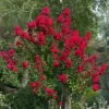 Lagerstroemia (Lagerstroemia Indica 'Dynamite') -Essentie Groen Verkoop moja09547