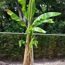 Bananenboom (Musa Basjoo) -Essentie Groen Verkoop musabasjoo01