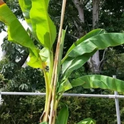 Bananenboom (Musa Basjoo) -Essentie Groen Verkoop musabasjoo02