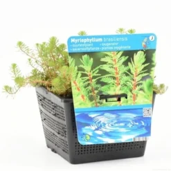 Diamantkruid (Myriophyllum 'Red Stem') -Essentie Groen Verkoop myriophyllum brasil. s 1