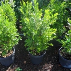 Dwergmirte (Myrtus Communis 'Tarentina') -Essentie Groen Verkoop myrtus communis c10