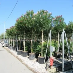 Oleander Als Boom (Nerium Oleander) -Essentie Groen Verkoop nerium