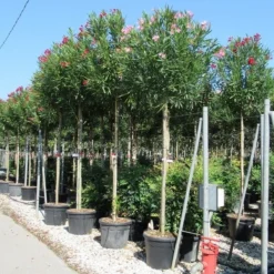 Oleander Als Boom (Nerium Oleander) -Essentie Groen Verkoop nerium 10 12 2