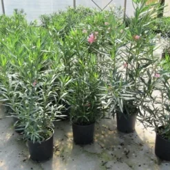 Roze Oleander (Nerium Oleander) -Essentie Groen Verkoop nerium 60 80