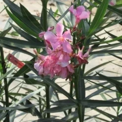 Roze Oleander (Nerium Oleander) -Essentie Groen Verkoop nerium roze