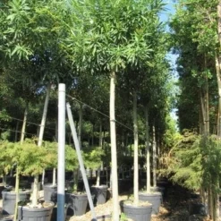 Oleander Als Boom (Nerium Oleander) -Essentie Groen Verkoop nerium stam